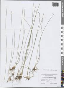Trichophorum alpinum (L.) Pers., Eastern Europe, North-Western region (E2) (Russia)