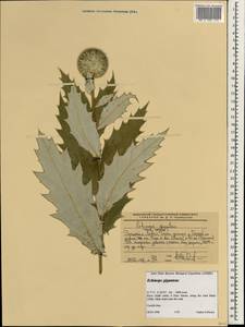 Echinops giganteus A. Rich., Africa (AFR) (Ethiopia)