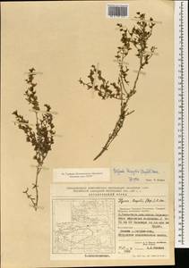 Haloxylon regelii Bunge, South Asia, South Asia (Asia outside ex-Soviet states and Mongolia) (ASIA) (China)