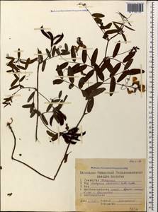 Lathyrus incurvus (Roth)Willd., Caucasus, Stavropol Krai, Karachay-Cherkessia & Kabardino-Balkaria (K1b) (Russia)