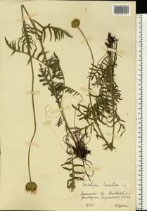 Klasea radiata subsp. tanaitica (P. A. Smirn.) L. Martins, Eastern Europe, North Ukrainian region (E11) (Ukraine)