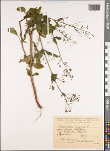 Scrophularia peregrina L., Caucasus, Georgia (K4) (Georgia)