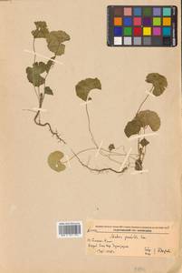 Malva pusilla Sm., Siberia, Russian Far East (S6) (Russia)