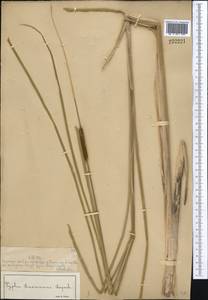 Typha laxmannii Lepech., Middle Asia, Muyunkumy, Balkhash & Betpak-Dala (M9) (Kazakhstan)