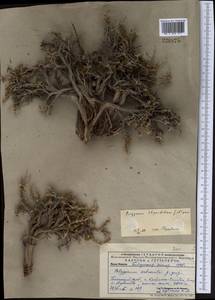 Polygonum thymifolium Jaub. & Spach, Middle Asia, Pamir & Pamiro-Alai (M2) (Uzbekistan)