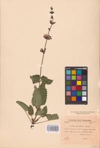 MHA 0 156 106, Salvia dumetorum Andrz. ex Besser, Eastern Europe, Eastern region (E10) (Russia)
