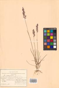 Poa angustifolia L., Siberia, Russian Far East (S6) (Russia)