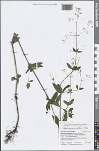 Galium maximowiczii (Kom.) Pobed., Siberia, Russian Far East (S6) (Russia)