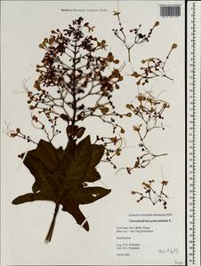 Clerodendrum paniculatum L., South Asia, South Asia (Asia outside ex-Soviet states and Mongolia) (ASIA) (Vietnam)