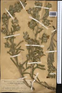 Onosma dichroantha Boiss., Middle Asia, Western Tian Shan & Karatau (M3) (Kazakhstan)