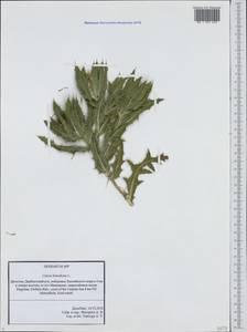 Centaurea benedicta (L.) L., Caucasus, Dagestan (K2) (Russia)