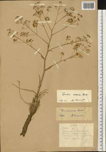 Ferula caspica M. Bieb., Eastern Europe, Lower Volga region (E9) (Russia)