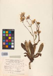Crepis pyrenaica (L.) Greuter, Eastern Europe, West Ukrainian region (E13) (Ukraine)