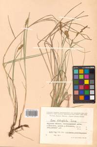 Carex lithophila Turcz., Siberia, Russian Far East (S6) (Russia)