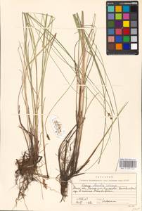 Carex diandra Schrank, Eastern Europe, Moscow region (E4a) (Russia)