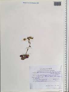 Barbarea vulgaris (L.) W.T.Aiton, Siberia, Altai & Sayany Mountains (S2) (Russia)