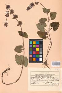 MHA 0 156 467, Salvia verticillata L., Eastern Europe, West Ukrainian region (E13) (Ukraine)