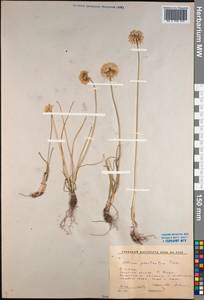 Allium prostratum Trevir., Siberia, Baikal & Transbaikal region (S4) (Russia)