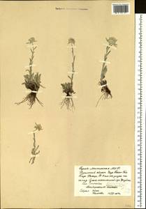 Leontopodium leontopodioides (Willd.) Beauverd, Siberia, Baikal & Transbaikal region (S4) (Russia)