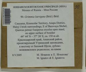 Grimmia laevigata (Brid.) Brid., Bryophytes, Bryophytes - North Caucasus & Ciscaucasia (B12) (Russia)