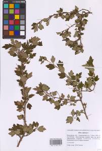 Ribes alpinum L., Eastern Europe, Moscow region (E4a) (Russia)