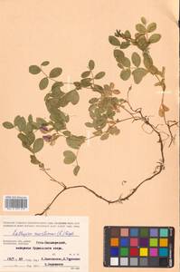 Lathyrus japonicus var. maritimus (L.) J.T.Kartesz & Gandhi, Siberia, Chukotka & Kamchatka (S7) (Russia)