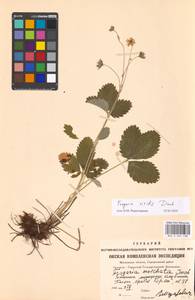 Fragaria viridis Duchesne, Eastern Europe, Moscow region (E4a) (Russia)