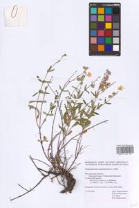 Helianthemum nummularium (L.) Mill., Eastern Europe, Central forest-and-steppe region (E6) (Russia)