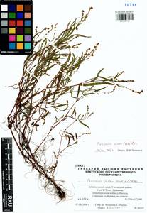 Persicaria minor (Huds.) Opiz, Siberia, Baikal & Transbaikal region (S4) (Russia)