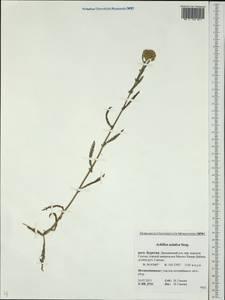 Achillea asiatica Serg., Siberia, Baikal & Transbaikal region (S4) (Russia)