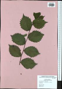 Corylus avellana L., Eastern Europe, Central region (E4) (Russia)