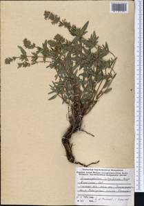 Dracocephalum integrifolium Bunge, Middle Asia, Western Tian Shan & Karatau (M3) (Kyrgyzstan)