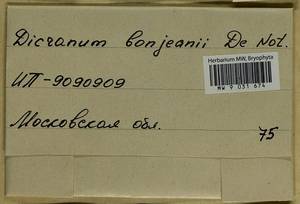 Dicranum bonjeanii De Not., Bryophytes, Bryophytes - Moscow City & Moscow Oblast (B6a) (Russia)