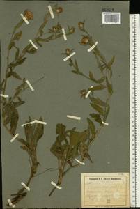 Rhaponticoides ruthenica (Lam.) M. V. Agab. & Greuter, Eastern Europe, South Ukrainian region (E12) (Ukraine)