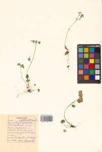 Chrysosplenium alternifolium L., Siberia, Russian Far East (S6) (Russia)