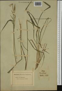 Brachypodium pinnatum (L.) P.Beauv., Western Europe (EUR) (Not classified)