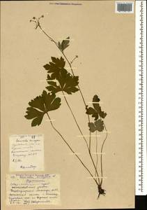 Sanicula europaea L., Caucasus, Stavropol Krai, Karachay-Cherkessia & Kabardino-Balkaria (K1b) (Russia)