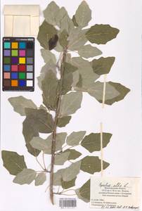 Populus alba L., Eastern Europe, Lower Volga region (E9) (Russia)