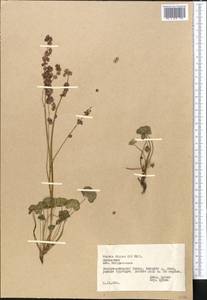 Oxyria digyna (L.) Hill, Middle Asia, Pamir & Pamiro-Alai (M2) (Tajikistan)