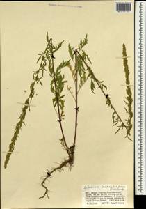 Artemisia tournefortiana Rchb., Mongolia (MONG) (Mongolia)