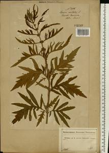 Lycopus exaltatus L.f., Eastern Europe, Central forest-and-steppe region (E6) (Russia)