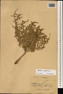 Halogeton glomeratus (Stephan ex M. Bieb.) C. A. Mey., South Asia, South Asia (Asia outside ex-Soviet states and Mongolia) (ASIA) (China)