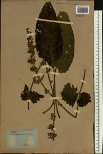 Salvia pratensis L., Eastern Europe, Belarus (E3a) (Belarus)