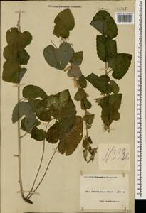 Campanula alliariifolia Willd., Caucasus, Black Sea Shore (from Novorossiysk to Adler) (K3) (Russia)