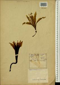 Hippeastrum vittatum (L'Hér.) Herb., Africa (AFR) (Not classified)