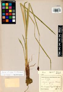 Carex nigra (L.) Reichard, Siberia, Central Siberia (S3) (Russia)