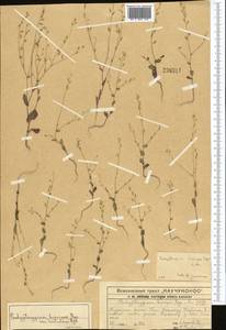 Isatis brevipes (Bunge) Jafri, Middle Asia, Western Tian Shan & Karatau (M3) (Kazakhstan)