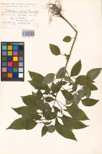 Elsholtzia ciliata (Thunb.) Hyl., Eastern Europe, Moscow region (E4a) (Russia)
