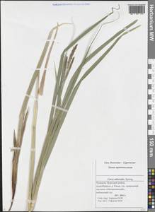 Carex atherodes Spreng., Eastern Europe, Middle Volga region (E8) (Russia)