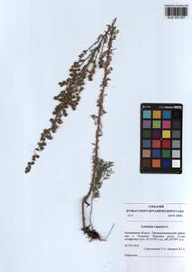 Artemisia rupestris L., Siberia, Altai & Sayany Mountains (S2) (Russia)